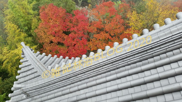 岐阜城 金華山 岐阜公園 山頂 眺望 紅葉 天守